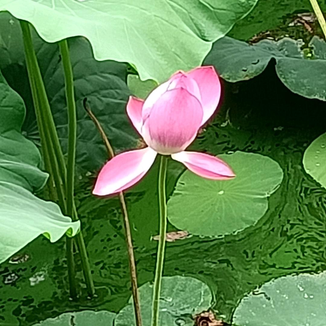 平安  健康就是财富