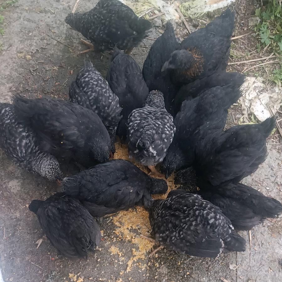 芦花鸡，五黑鸡，泉水鸭。