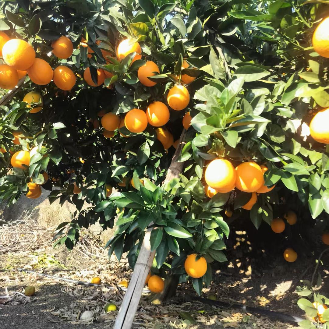 雷波脐橙产地直销（小树林河边烧烤）