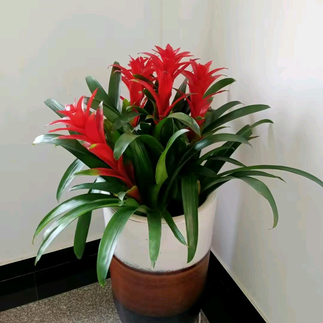 （天天大荔小小花花）