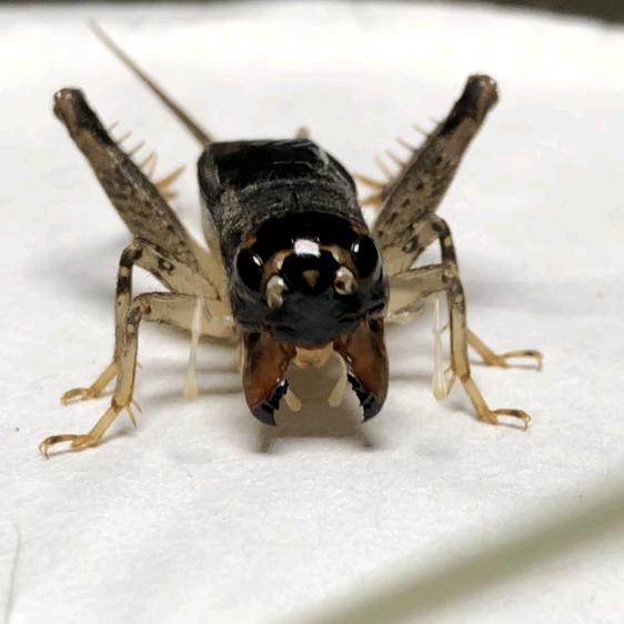 宁阳强子精品蟋蟀仿秋