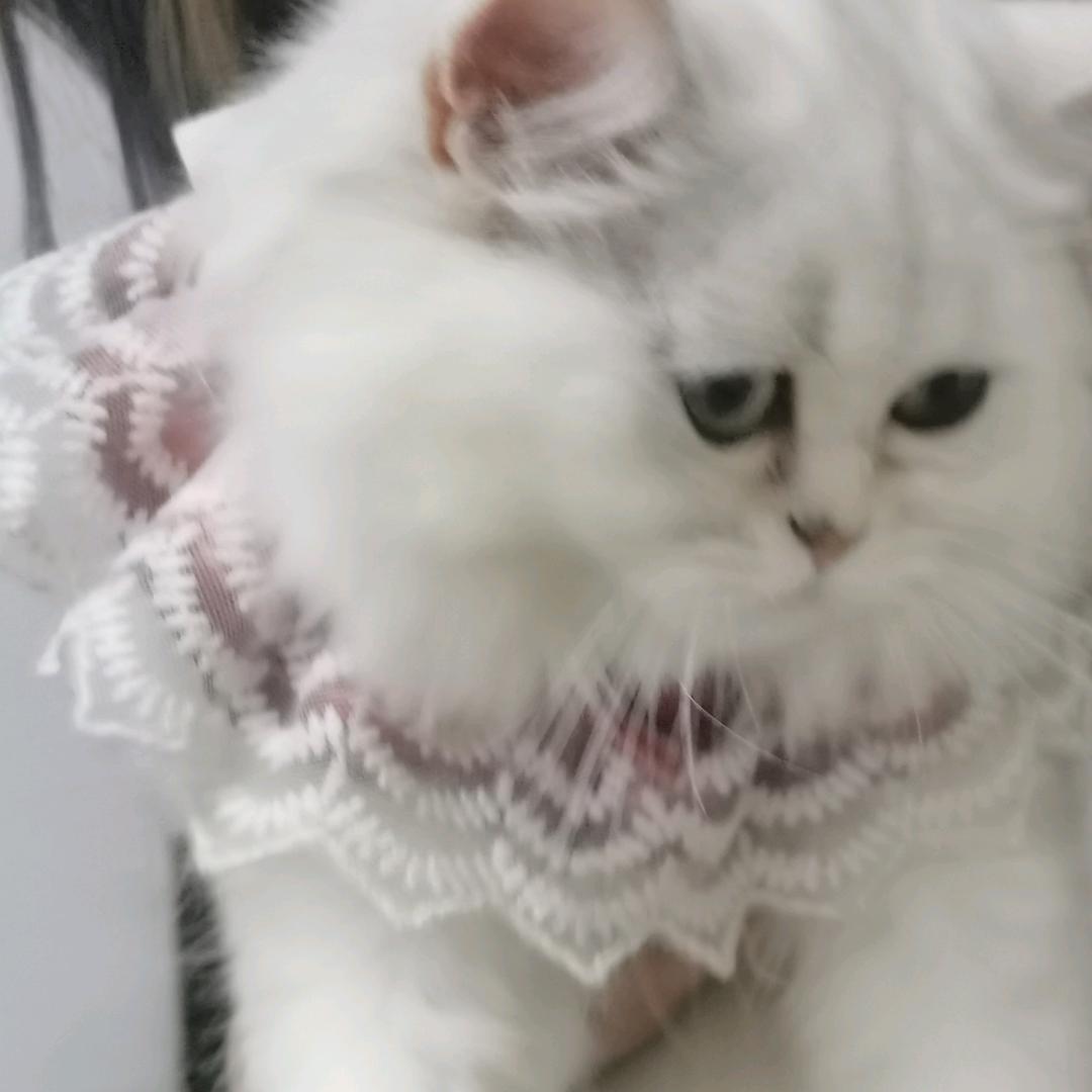 🌸花猫🌸