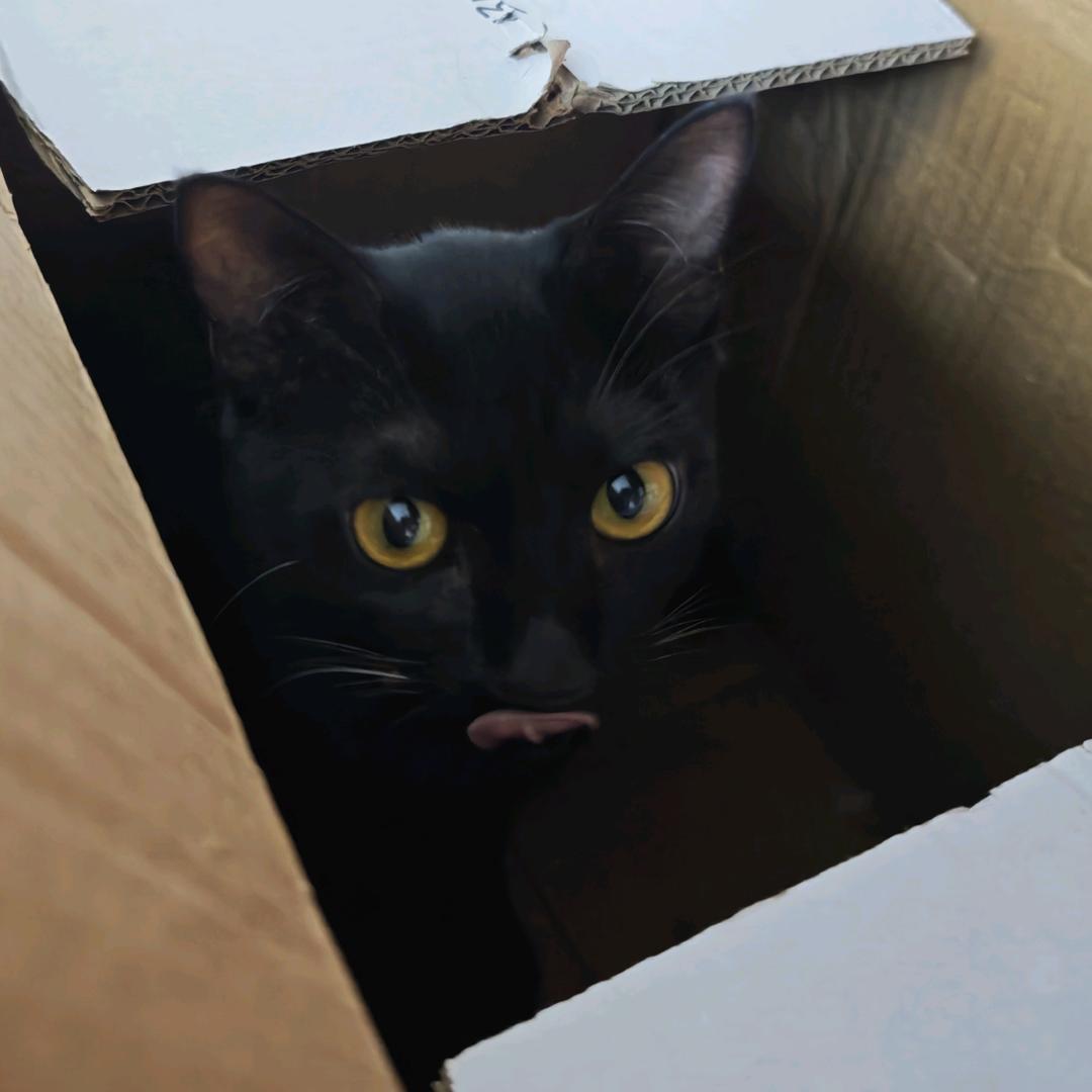 覃富贵是一只玄猫