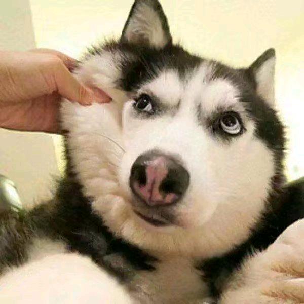 弓务员
