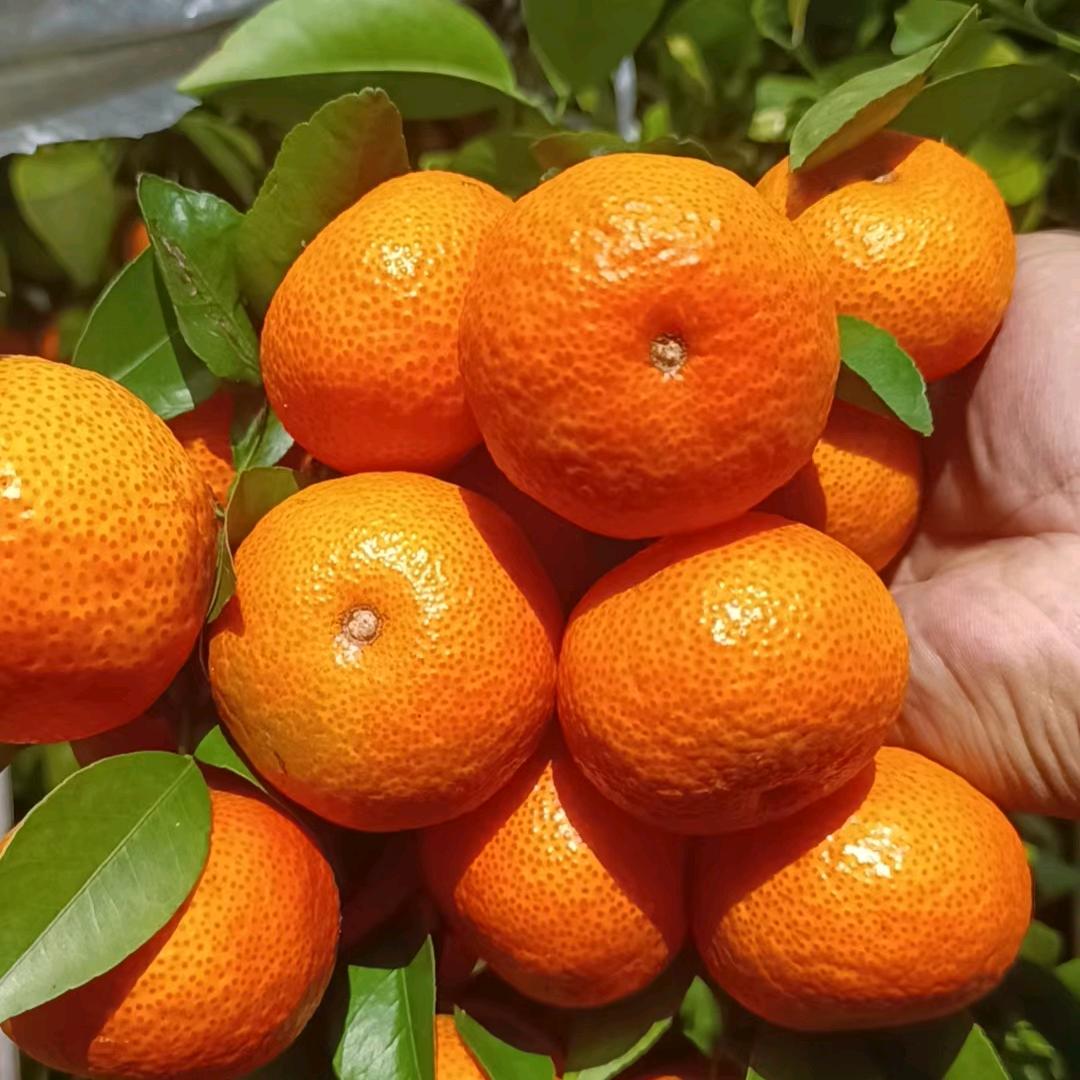 沙糖桔产地代办《小王助农》