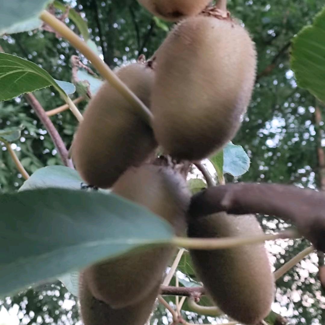 翠香宁兮
