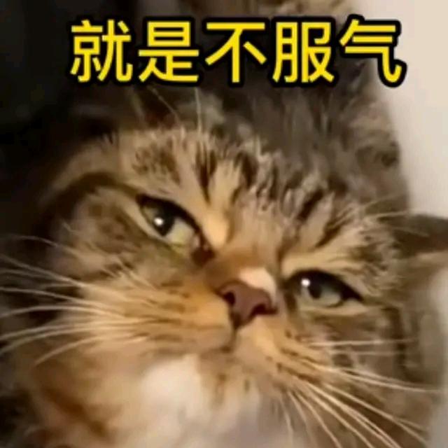 你个咬卵犟