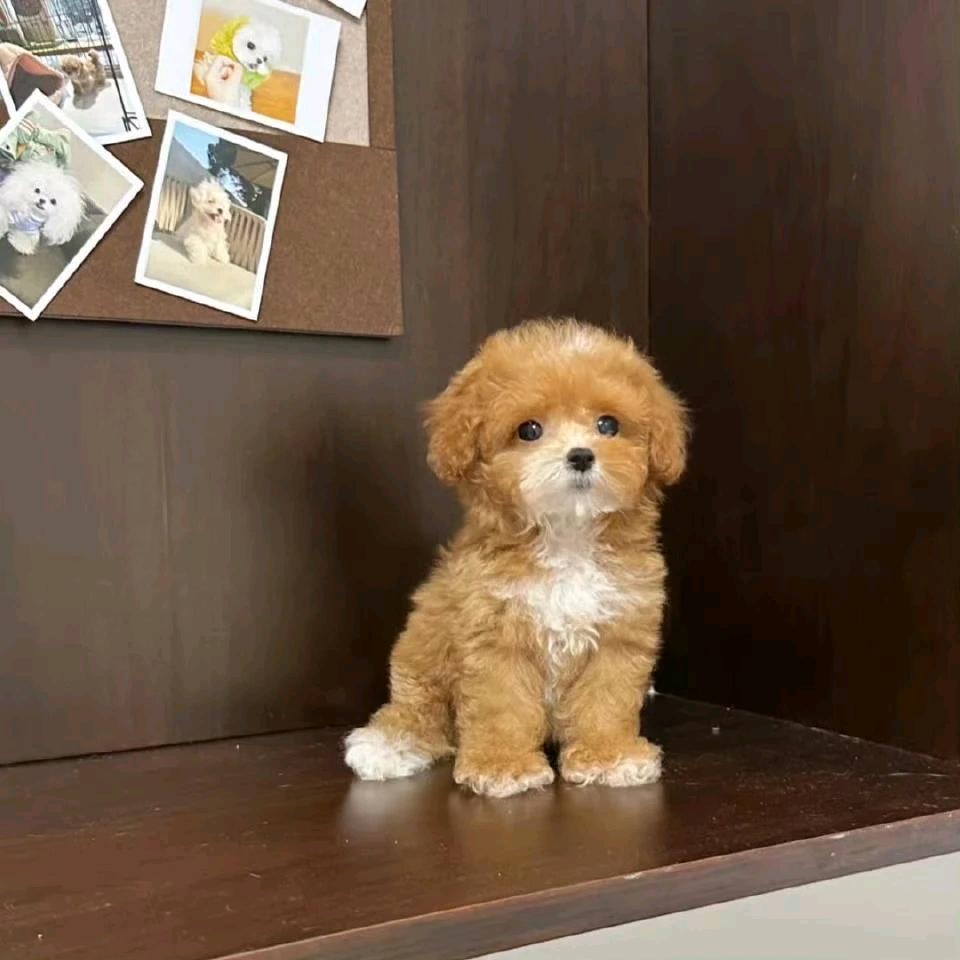 qaq.