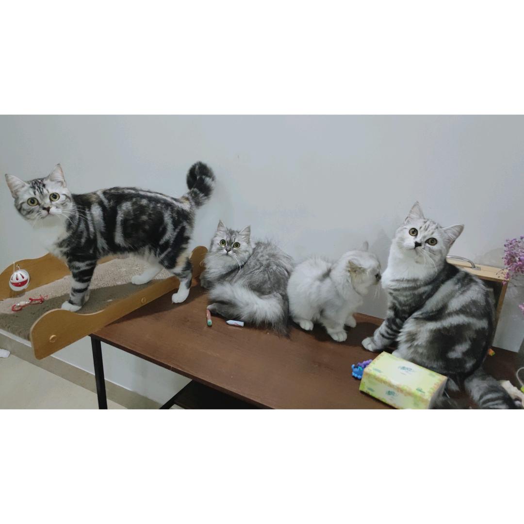 猫四只