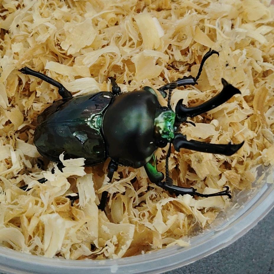 铁汁养虫铁粉