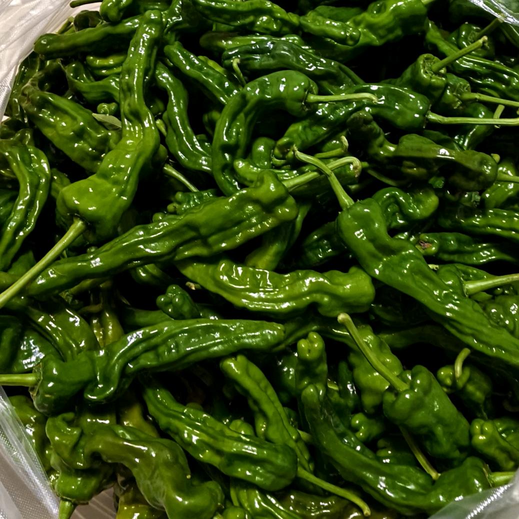 山东皱皮辣椒产地