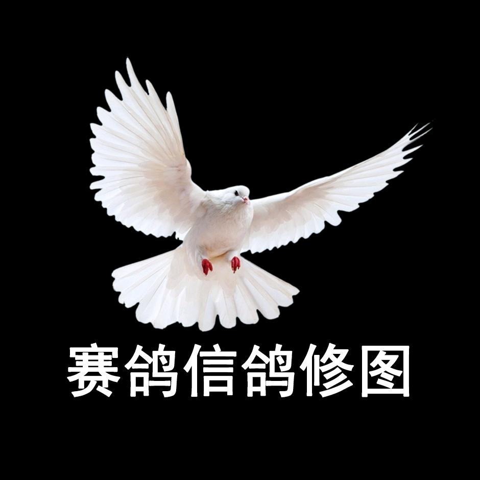 赛鸽信鸽修图，我叫艾卢