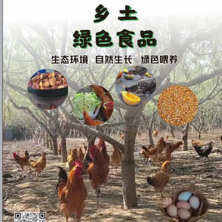 襄阳原生态土鸡土鸡蛋