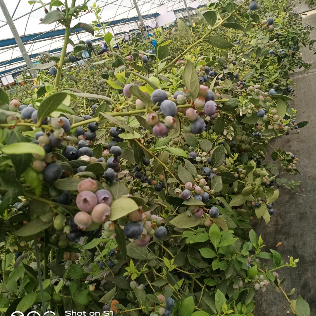 蓝莓果