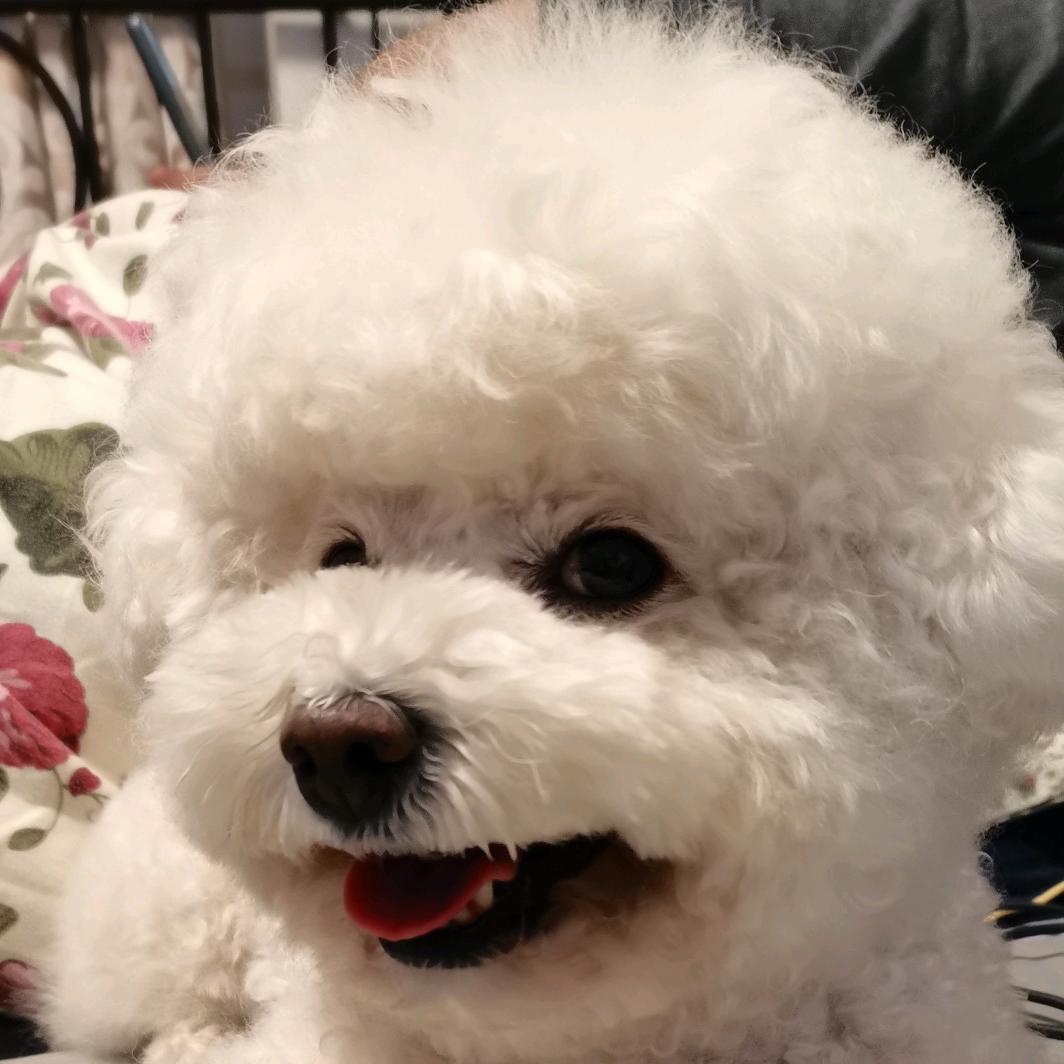 我的柴宝