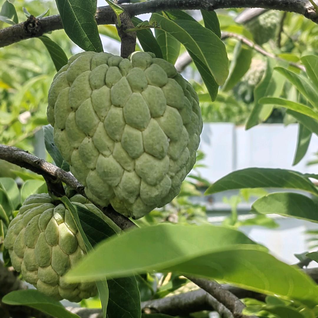 ～清念～