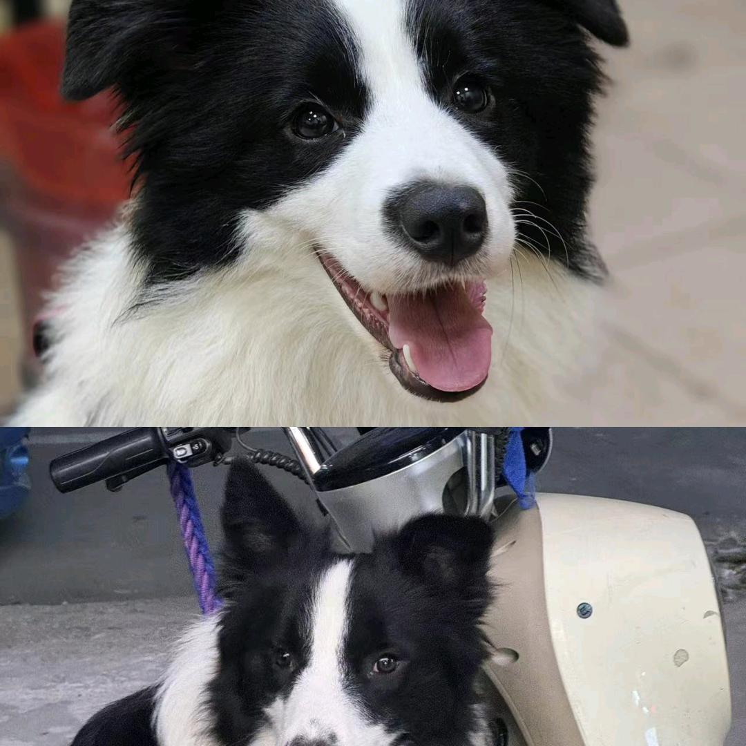 嘟嘟🦝  出边牧