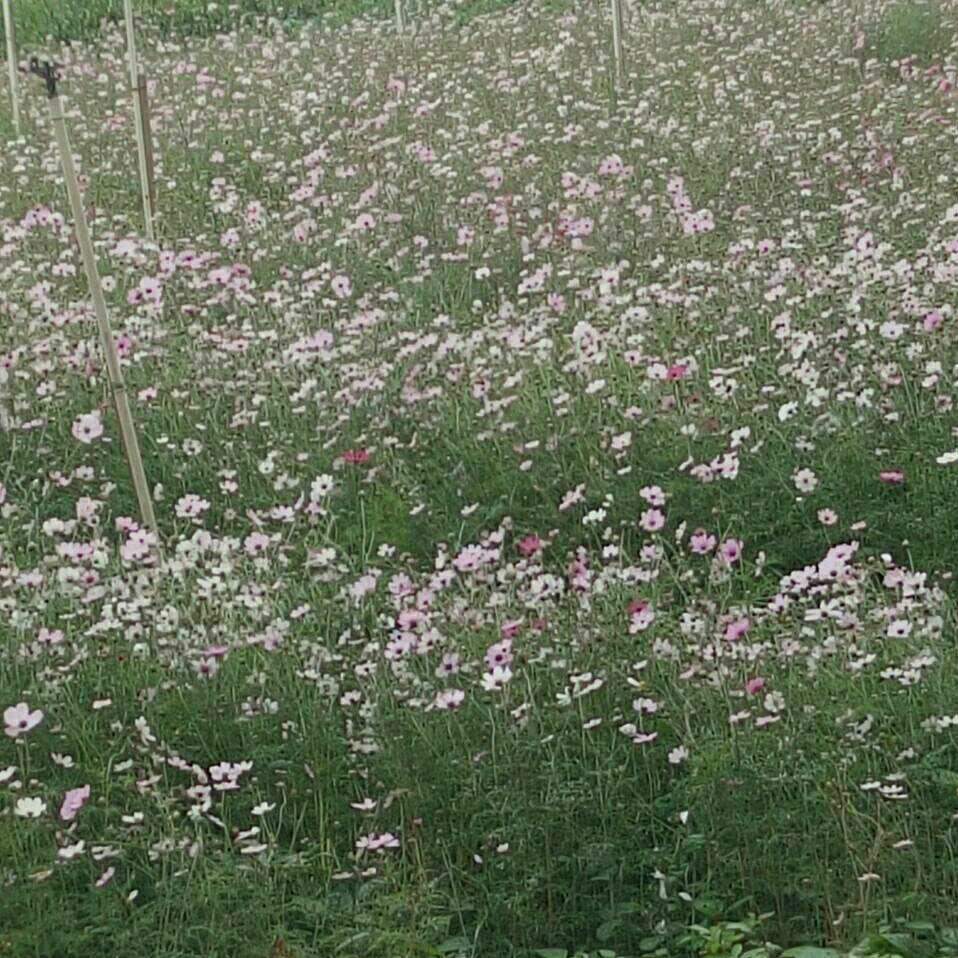 霸道总裁苍茫大地哥🎉