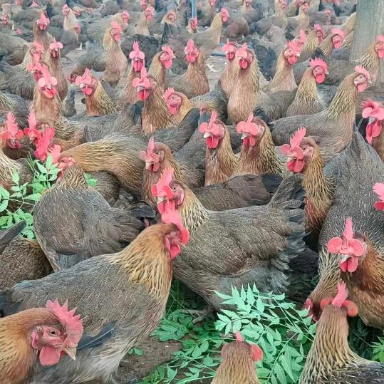 肉鸡销售员
