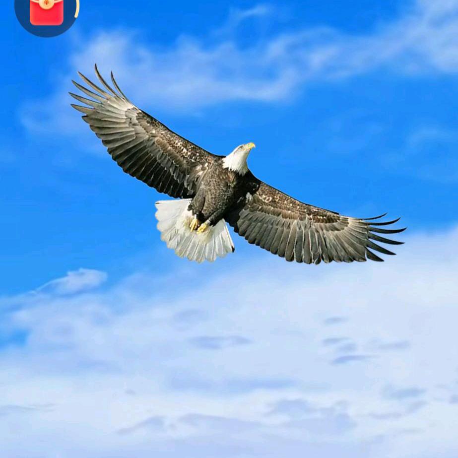 飞翔(蓝天白云)