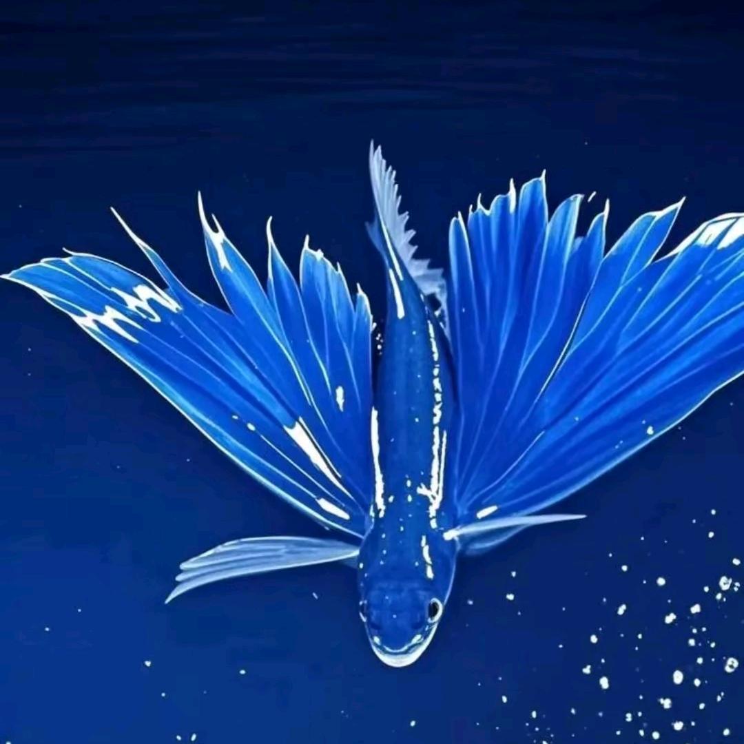 止于心