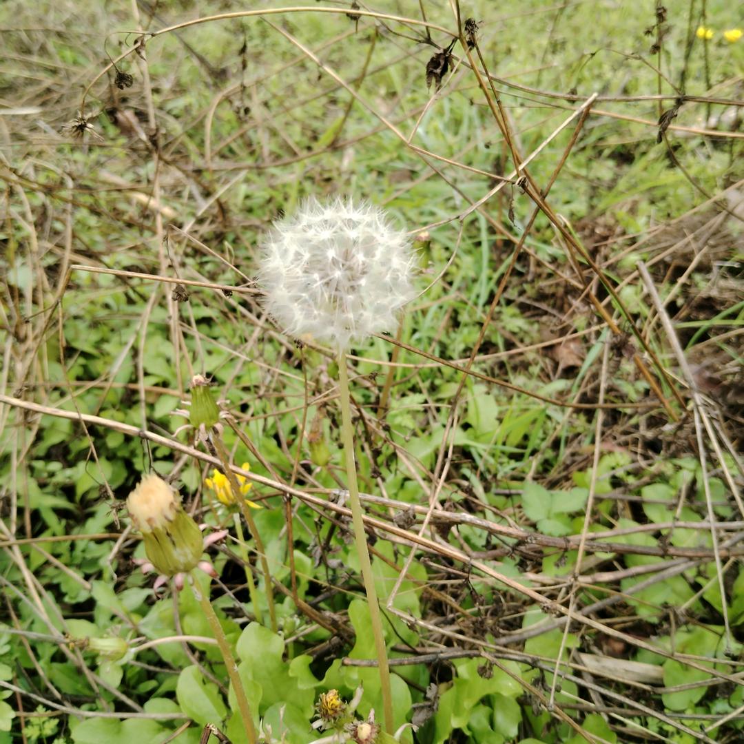 小峰