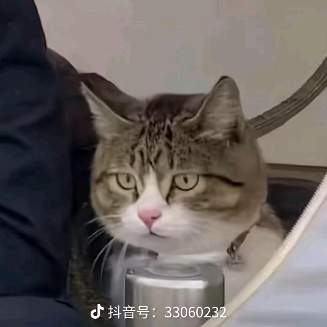 汪汪汪w