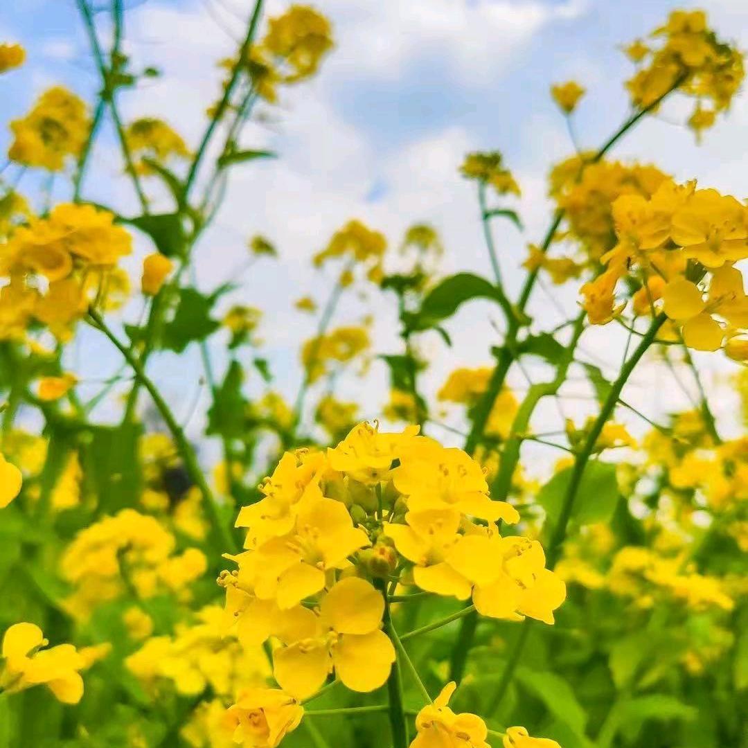 油菜花
