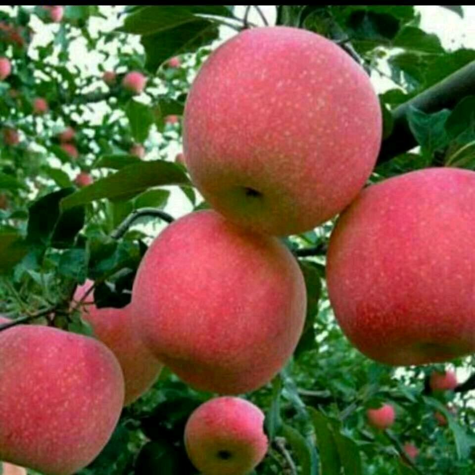 良辰美景凤呈祥(石狮落泪，铁树开花)