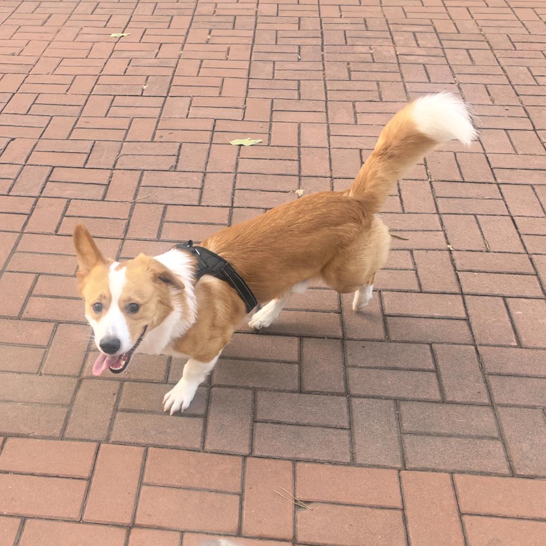 🇨🇳可乐姥爷🇨🇳