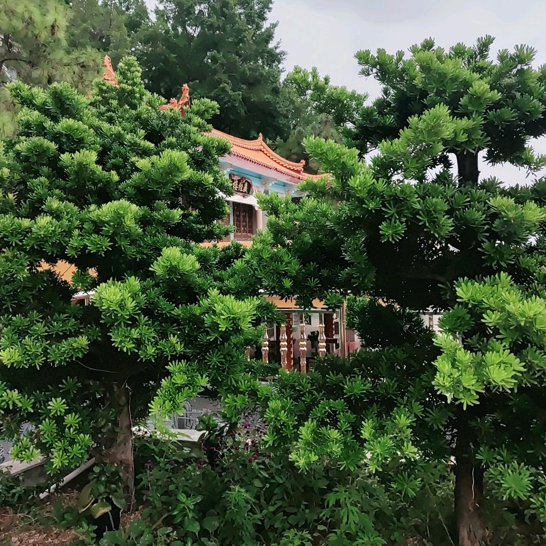 幸运草☘️