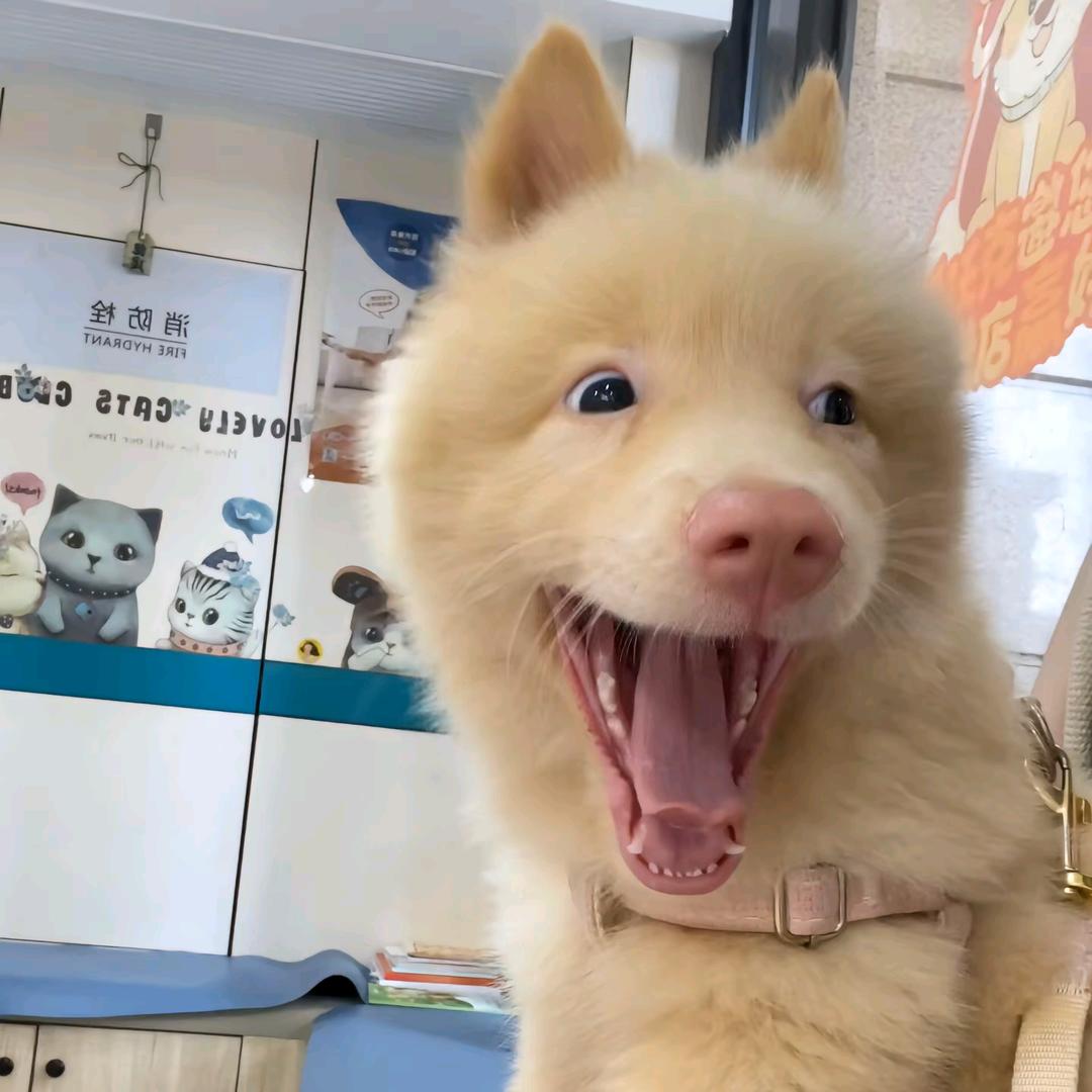 骑头驴上高速被罚和驴亲嘴