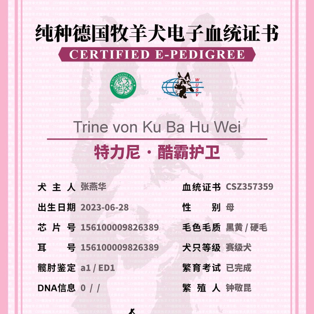 山西霍州CSV丑记犬舍