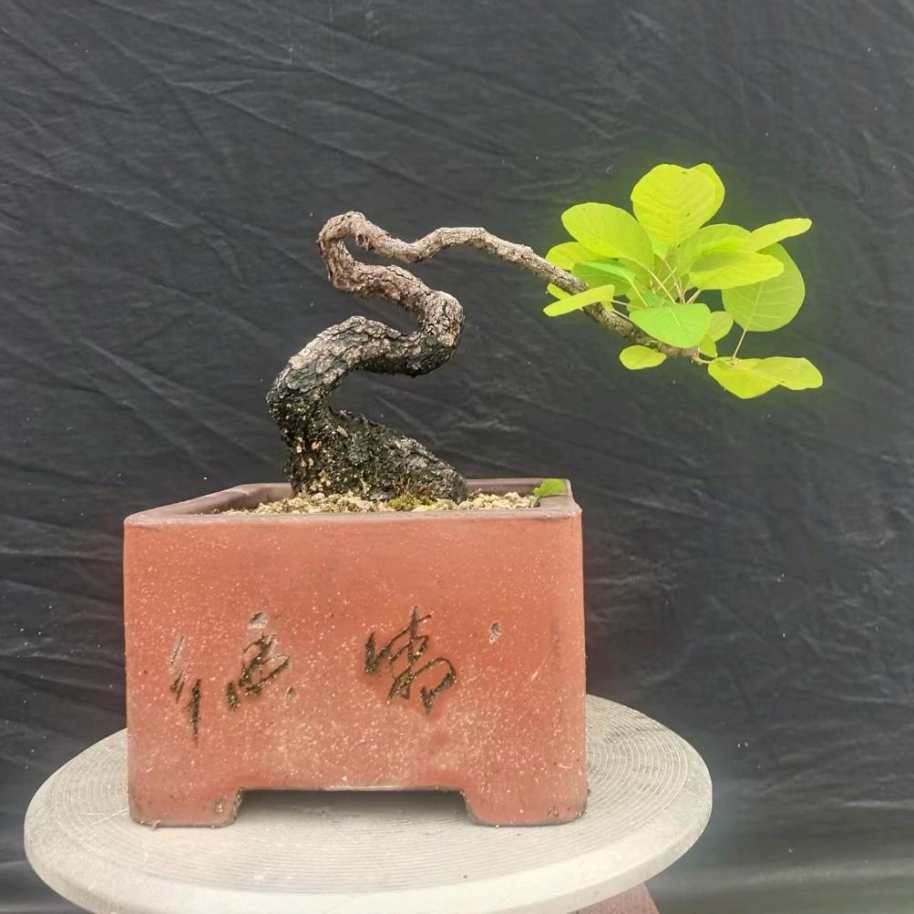 余笙.