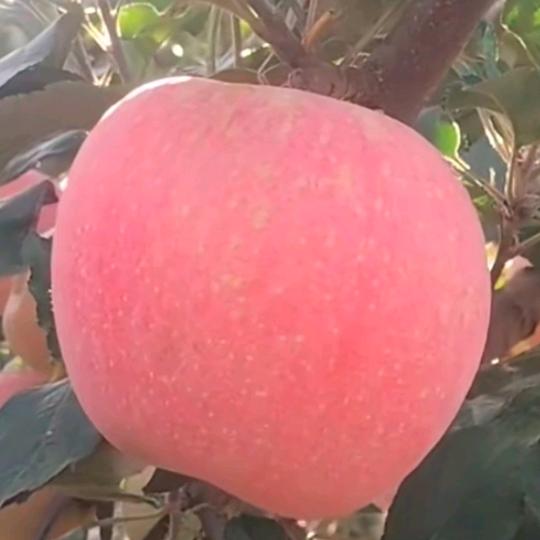 三姐🍅🌹🌹🌹💐🌺