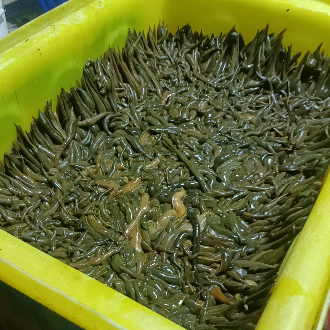 江苏✔水蛭明年苗预定中……（小祁）