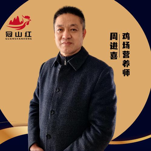 奇异蛋鸡营养