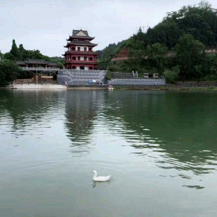送你玫瑰花