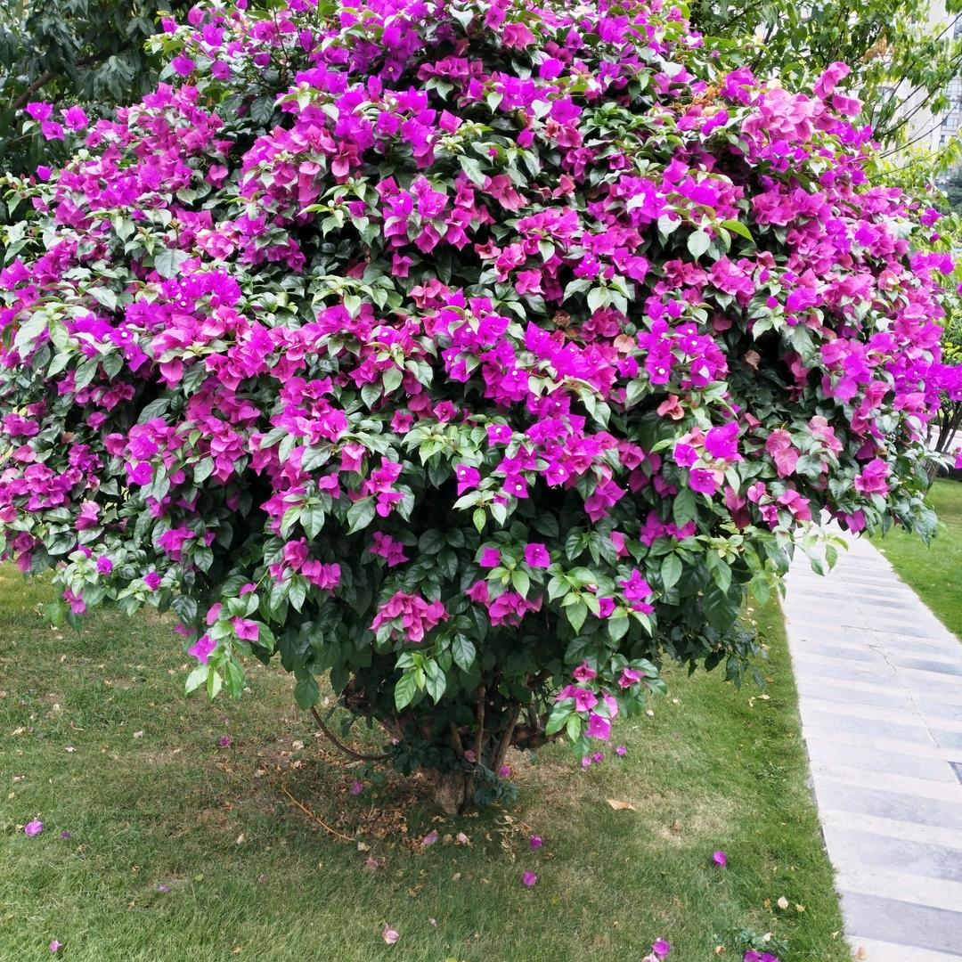 每天快乐🌸