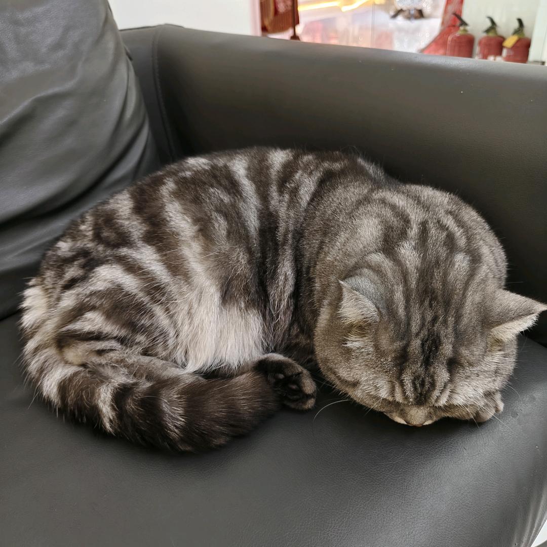 沙蛋