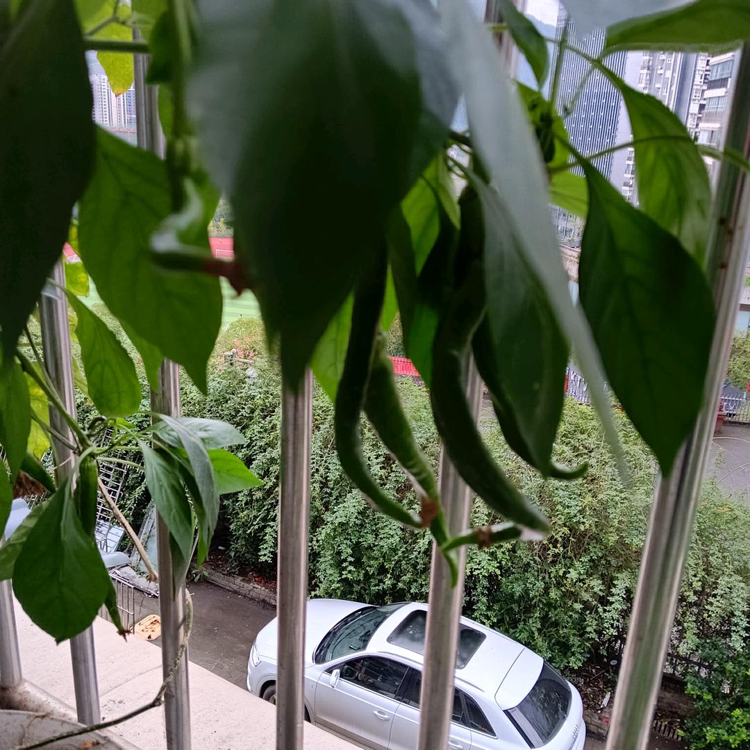 人生是一道风景线