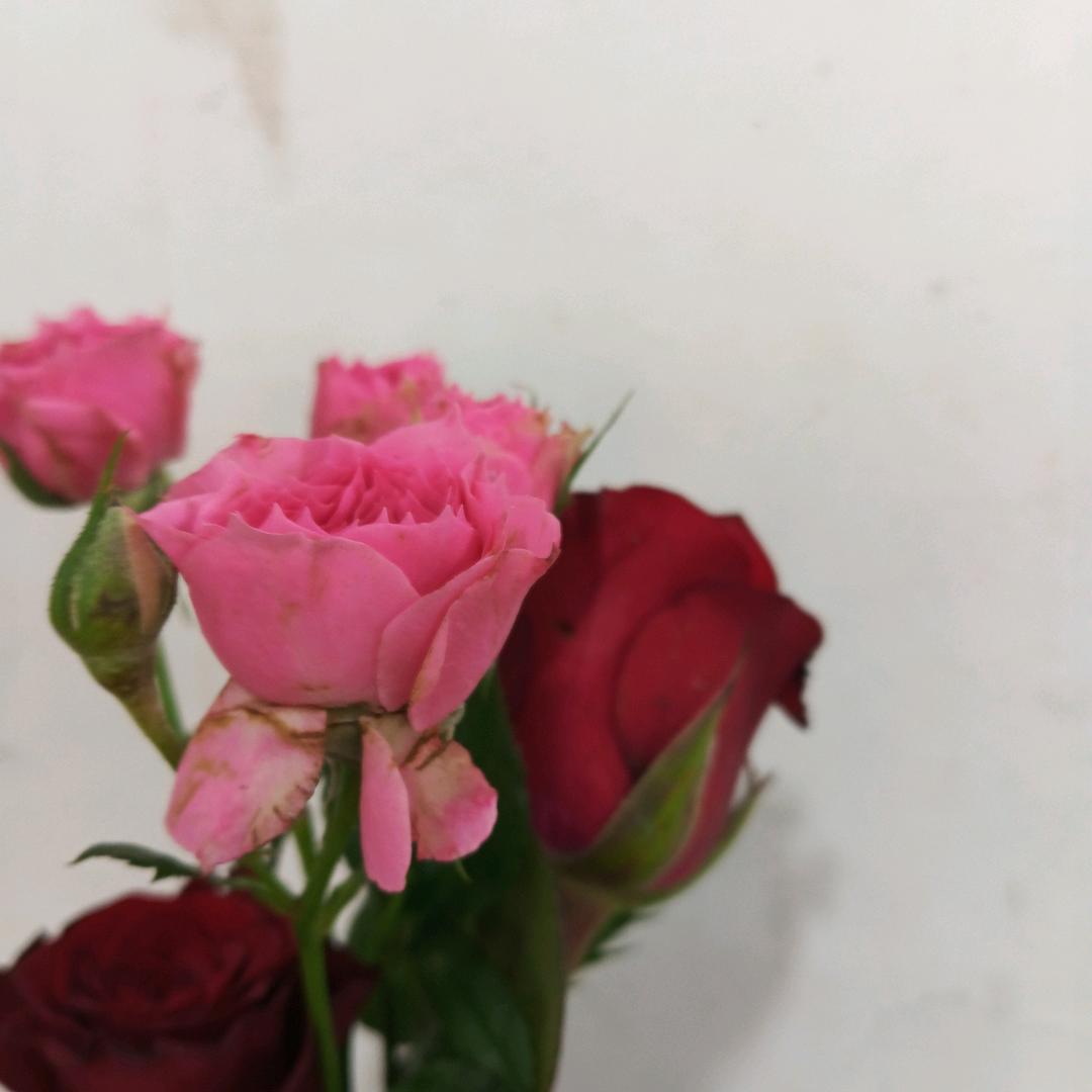 阿芳