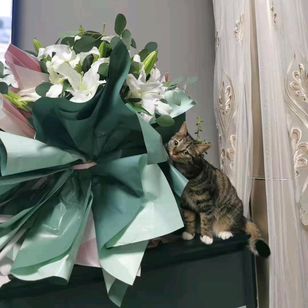 幸运小猫咪🐈‍⬛‧₊˚
