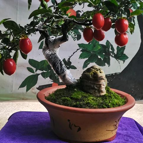 仁寿（琨鑫花卉盆景园）琨哥