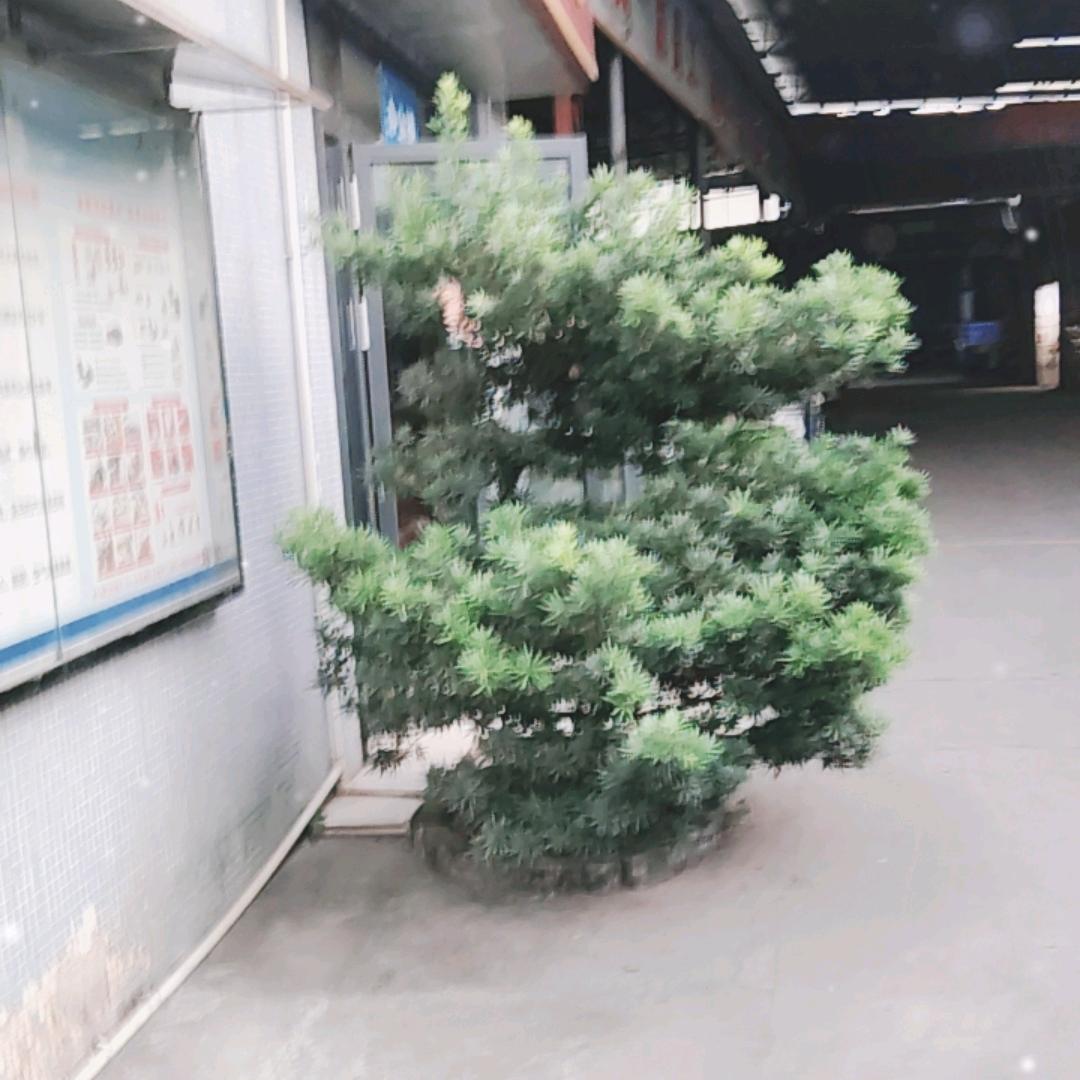 宁静致远