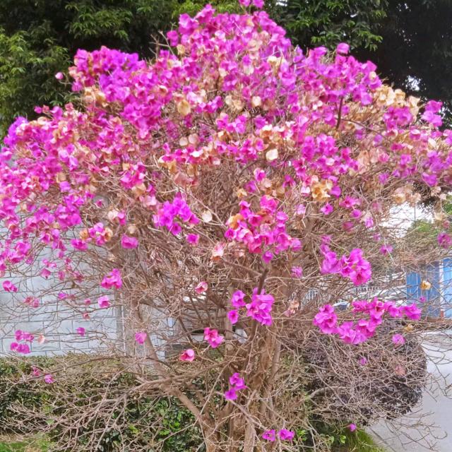 还未思考的芦苇