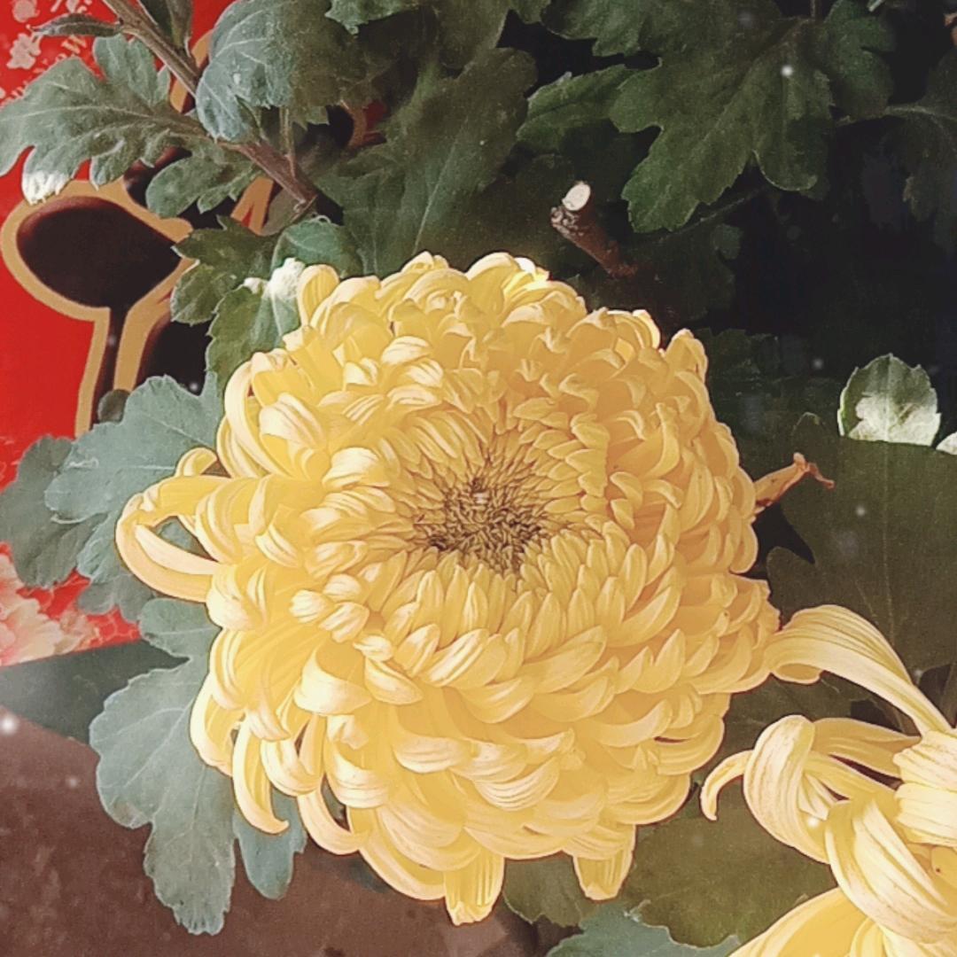 潍坊青姐