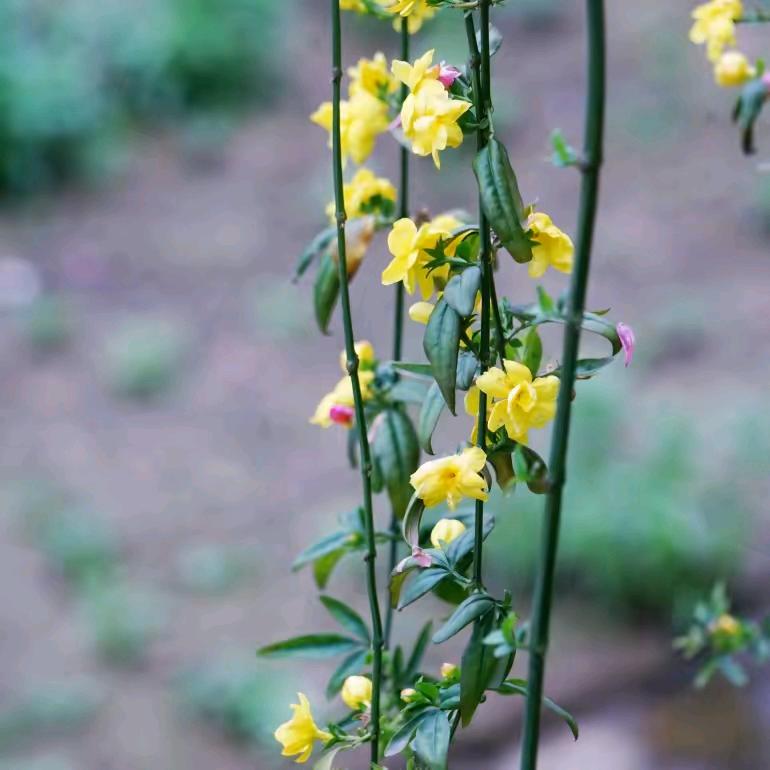 心若移动，怎能联通？