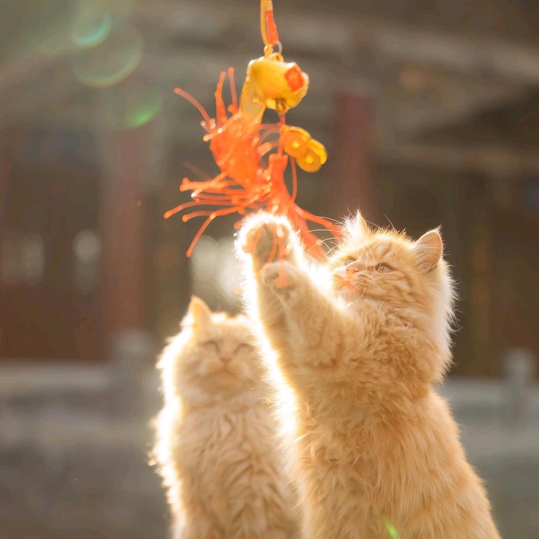 猫咪觅食记