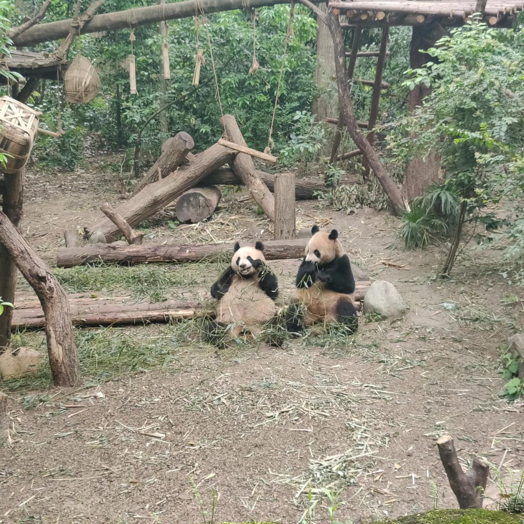 静心zz